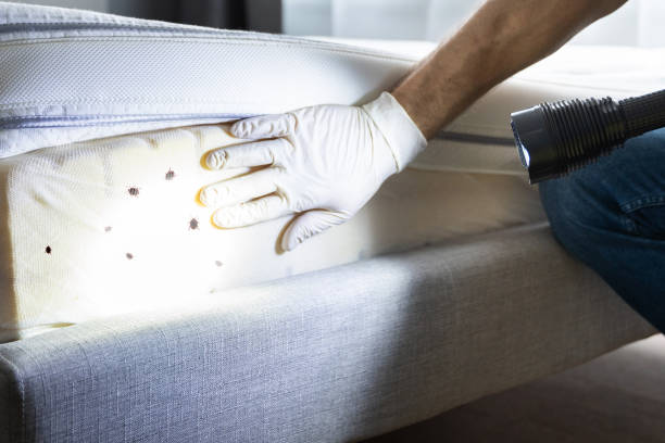 Best Pest Prevention Services  in Oak Lawn, IL