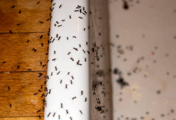Best Pest Removal Services  in Oak Lawn, IL
