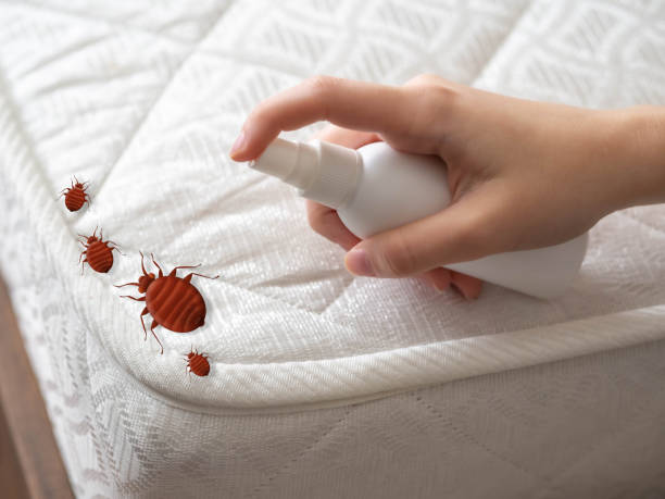 Best Emergency Pest Control  in Oak Lawn, IL
