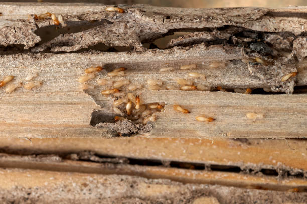 Best Best Pest Control Companies  in Oak Lawn, IL