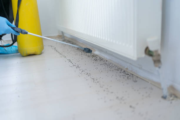 Best Best Pest Control Companies  in Oak Lawn, IL
