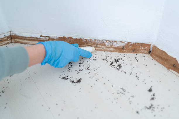 Best Best Pest Control Companies  in Oak Lawn, IL