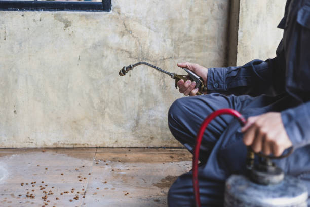 Best Wasp Removal Services  in Oak Lawn, IL